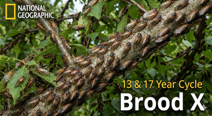 Mass emergence of Periodical Cicadas (Brood X). / 周期ゼミ(Brood X)の大量発生。