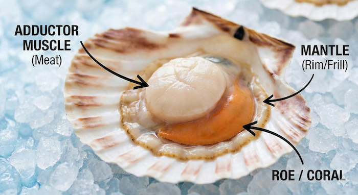 Diagram showing scallop parts: muscle, mantle, roe. (ホタテの部位を示す図：貝柱、ヒモ、卵)