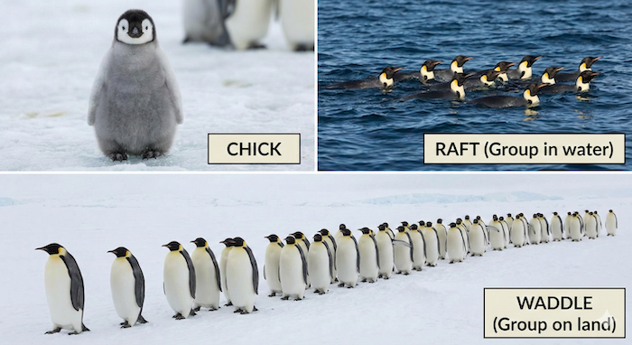 Penguin collage: chick, raft, waddle / ペンギンのコラージュ：ヒナ、水中の群れ、陸上の群れ