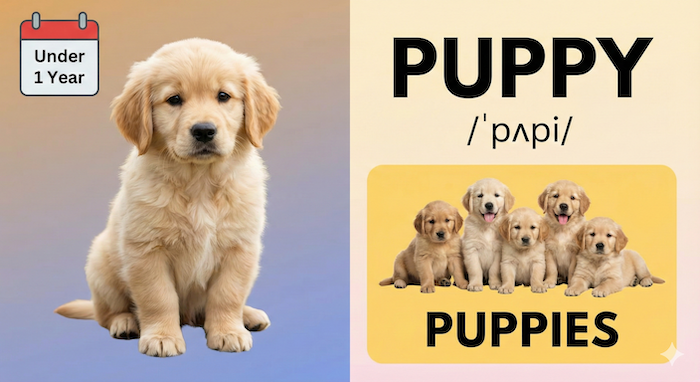 「Puppy」という英単語のインフォグラフィック