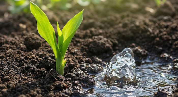 Sprout and bubbling spring water / 新芽と湧き出る泉